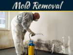 The Importance Of Mold Removal Mold Abatement and Removal - Find Mold Removal Service in Bethesda