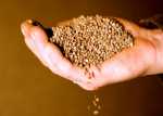 phosphorous-fertilizer
