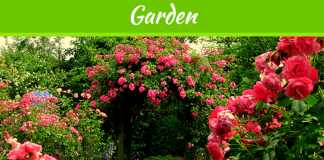 6 Mighty Things To Ensure Preventing Roses from Winter 6 Mighty Things To Ensure Preventing Roses From Winter