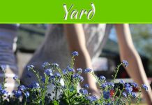 6 Ways To Get Your Yard Ready For Summer 6 Ways To Get Your Yard Ready For Summer