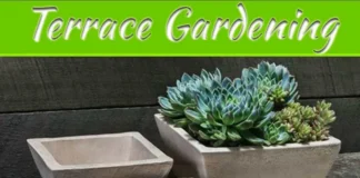 Complete Terrace Gardening Solution By Campania Is Perfect Complete Terrace Gardening Solution By Campania Is Perfect