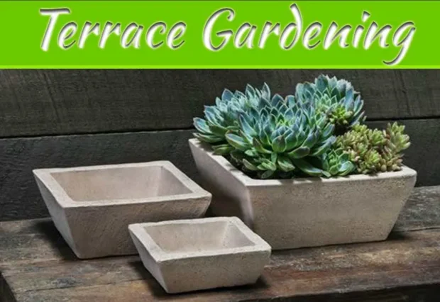 Complete Terrace Gardening Solution By Campania Is Perfect