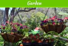 Modular Gardening or Gardening in a Box – What’s the Best
