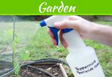 7 All Natural Methods To Control Pests In Your Garden