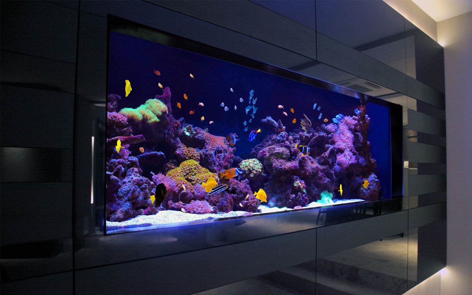 Contemporary Aquarium