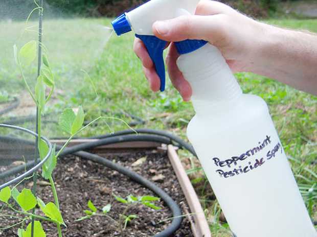 Peppermint Pesticide Spray