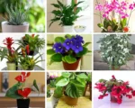 Potted Plants For Windowsills: 9 Inspiring Decor Ideas Potted Plants For Windowsills: 9 Inspiring Decor Ideas