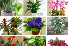 Potted Plants For Windowsills: 9 Inspiring Decor Ideas Potted Plants For Windowsills: 9 Inspiring Decor Ideas