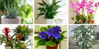 Potted Plants For Windowsills: 9 Inspiring Decor Ideas Potted Plants For Windowsills: 9 Inspiring Decor Ideas