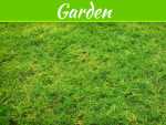 4 Warning Signs You Should Tear Up Your Lawn And Start Fresh
