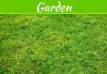 4 Warning Signs You Should Tear Up Your Lawn And Start Fresh
