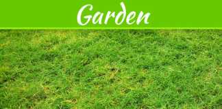 4 Warning Signs You Should Tear Up Your Lawn And Start Fresh