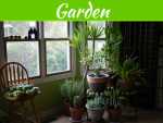 5 Ways to Keep Your Plants Alive Through the Winter