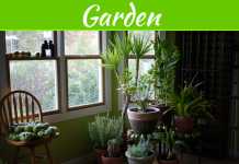 5 Ways to Keep Your Plants Alive Through the Winter