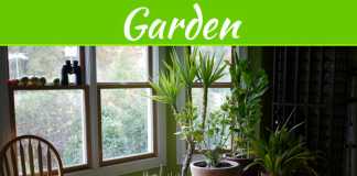 5 Ways to Keep Your Plants Alive Through the Winter