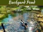 4 Steps to Help You Build Your Own Backyard Pond 4 Steps to Help You Build Your Own Backyard Pond