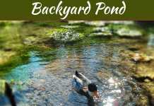 4 Steps to Help You Build Your Own Backyard Pond 4 Steps to Help You Build Your Own Backyard Pond