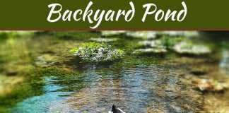 4 Steps to Help You Build Your Own Backyard Pond 4 Steps to Help You Build Your Own Backyard Pond