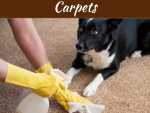 A Dog Owner’s Guide to Cleaning Carpets A Dog Owner’s Guide to Cleaning Carpets