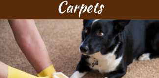 A Dog Owner’s Guide to Cleaning Carpets A Dog Owner’s Guide to Cleaning Carpets