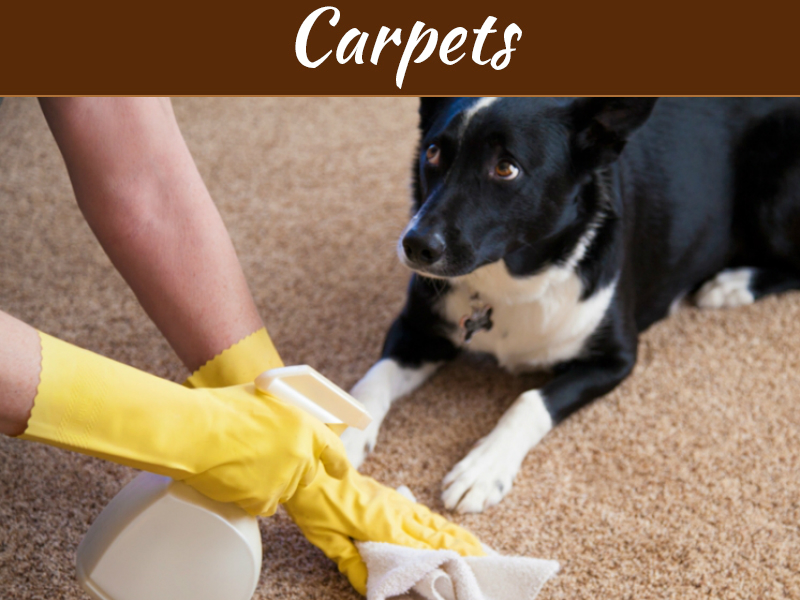 A Dog Owner’s Guide to Cleaning Carpets My Decorative