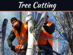 How To Cut Down A Tree Safely How To Cut Down A Tree Safely
