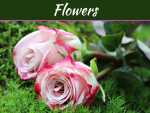 How To Revive Roses: Six Important Points To Consider