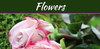 How To Revive Roses: Six Important Points To Consider How To Revive Roses: Six Important Points To Consider