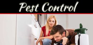 Know The Signs Of Termite Damage In Your Home Know The Signs Of Termite Damage In Your Home