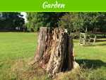 Why Do You Need a Tree Stump Removal Service? Why Do You Need a Tree Stump Removal Service?