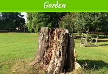 Why Do You Need a Tree Stump Removal Service? Why Do You Need a Tree Stump Removal Service?