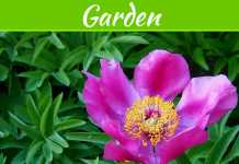 How To Transition Your Yard From Summer To Winter How To Transition Your Yard From Summer To Winter