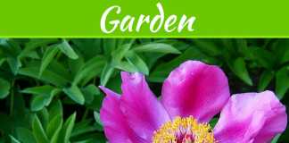 How To Transition Your Yard From Summer To Winter How To Transition Your Yard From Summer To Winter