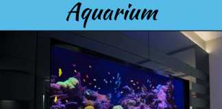 3 Tips To Caring For Your Fish Tank 3 Tips To Caring For Your Fish Tank