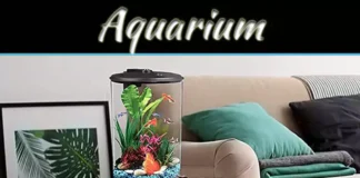 Tropical Fish For Aquariums: 5 Stunning Species To Brighten Your Tank Tropical Fish For Aquariums: 5 Stunning Species To Brighten Your Tank