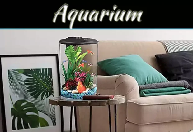 Tropical Fish For Aquariums: 5 Stunning Species To Brighten Your Tank