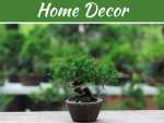 Give A Touch of Nature to Your Drawing Room by Japanese Black Pine Give A Touch of Nature to Your Drawing Room by Japanese Black Pine