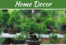 Give A Touch of Nature to Your Drawing Room by Japanese Black Pine Give A Touch of Nature to Your Drawing Room by Japanese Black Pine
