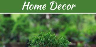 Give A Touch of Nature to Your Drawing Room by Japanese Black Pine Give A Touch of Nature to Your Drawing Room by Japanese Black Pine