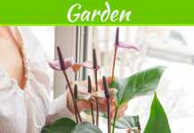 Indoor Plants 101: What To Consider Before Choosing And Using Them In Your Home Indoor Plants 101: What To Consider Before Choosing And Using Them In Your Home