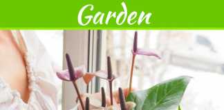 Indoor Plants 101: What To Consider Before Choosing And Using Them In Your Home Indoor Plants 101: What To Consider Before Choosing And Using Them In Your Home