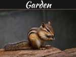 5 Tips To Keeping Animals Away From Your Garden 5 Tips To Keeping Animals Away From Your Garden