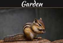 5 Tips To Keeping Animals Away From Your Garden 5 Tips To Keeping Animals Away From Your Garden