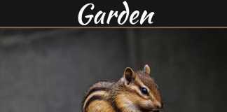 5 Tips To Keeping Animals Away From Your Garden 5 Tips To Keeping Animals Away From Your Garden