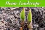 Top Benefits Of Mulch Sale For A Healthier, Beautiful Home Landscape Top Benefits Of Mulch Sale For A Healthier, Beautiful Home Landscape