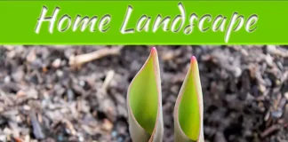 Top Benefits Of Mulch Sale For A Healthier, Beautiful Home Landscape Top Benefits Of Mulch Sale For A Healthier, Beautiful Home Landscape