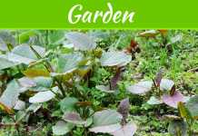 4 Things You Should Know About Invasive Weed Removal 4 Things You Should Know About Invasive Weed Removal