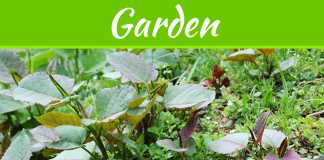 4 Things You Should Know About Invasive Weed Removal 4 Things You Should Know About Invasive Weed Removal