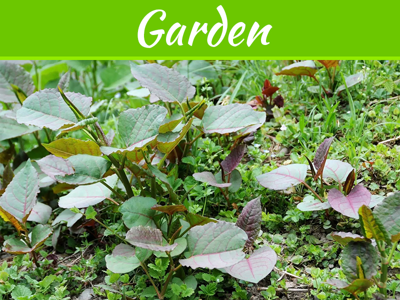 4 Things You Should Know About Invasive Weed Removal