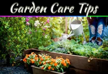 5 Essential Tips for Healthy Gardens Year-Round Success 5 Essential Tips for Healthy Gardens Year-Round Success